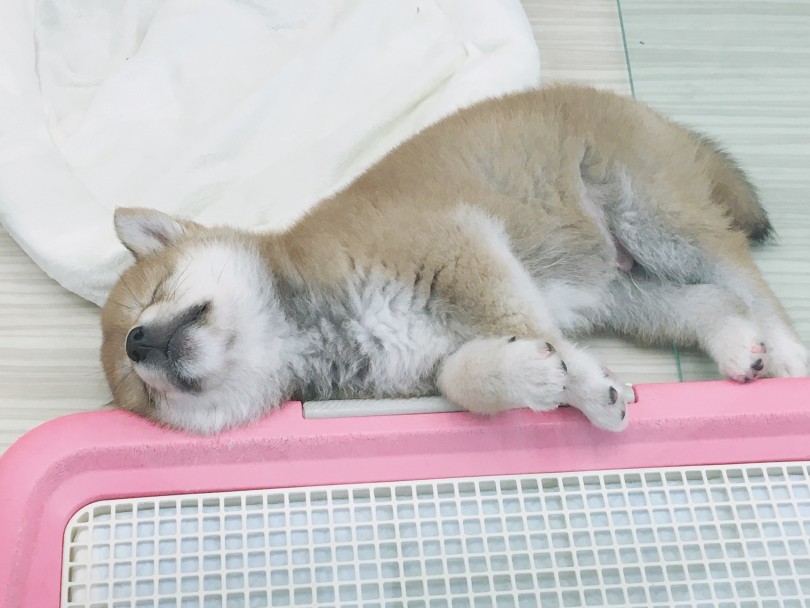 ワンちゃんは1日に18時間から20時間程寝ています | 赤柴 （6130848） - 大倉山店