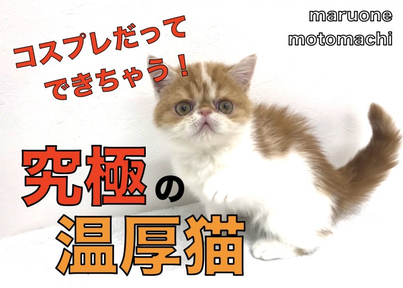 【 エキゾチック 】コスプレも嫌がらない究極の温厚にゃんこがやってきた！