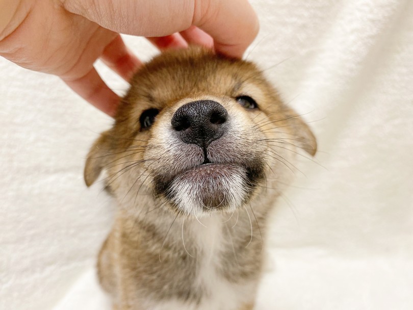 わんちゃんの口元 | 柴犬 （116372） - 下丸子店