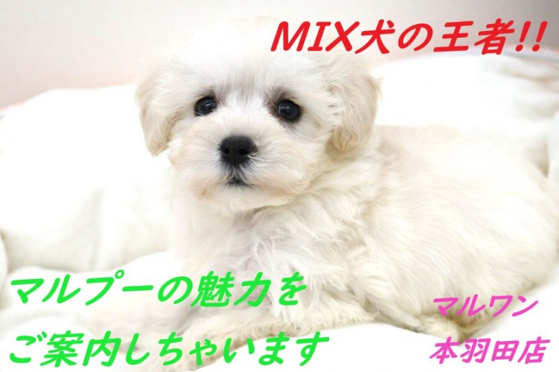 【 MIX 】王道の可愛さ！マルプーの魅力をご案内しちゃいます!!