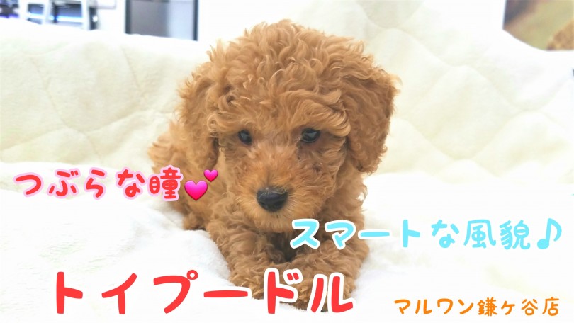 【 トイ・プードル 】つぶらな瞳の男の子！おっとりイケメンをご紹介！