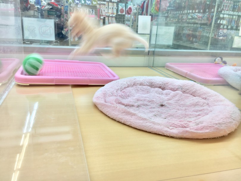 元気120％とはこのくらい！笑 | チワワ （118391） - 城山店