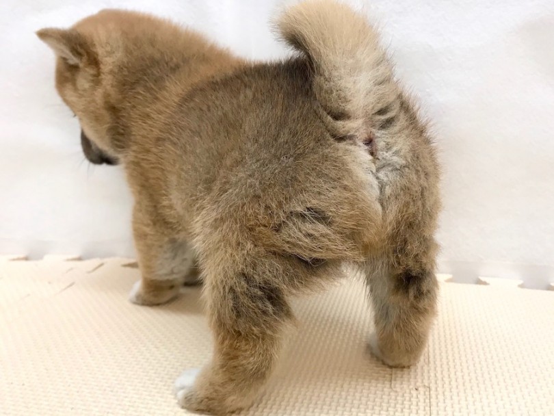 尻尾が魅力のムチコロBODY | 柴犬 （120212） - 今宿店