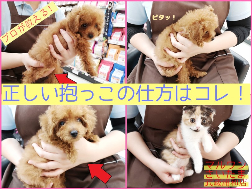 【 わんにゃんガイドVol.1 】 子犬子猫が安心する抱っこの仕方はコレ！！