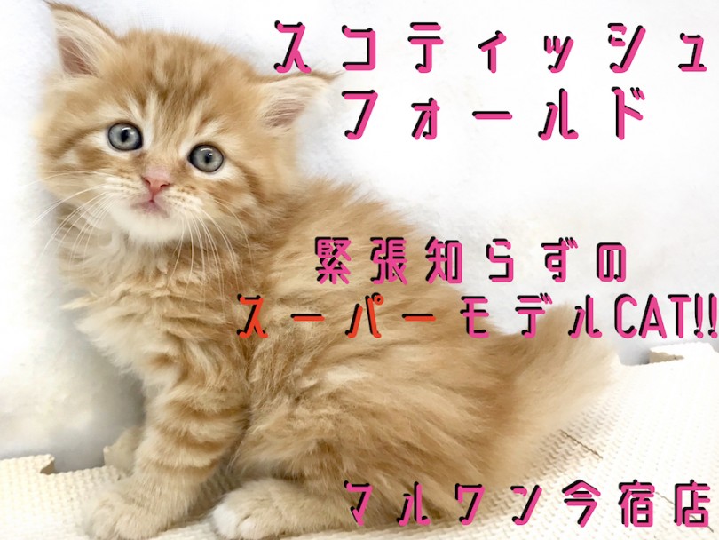 【 スコティッシュフォールド 】モフラー必見！緊張知らずのスーパーモデルCAT！