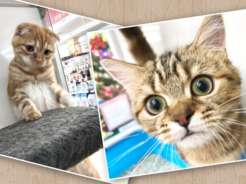 多頭飼いはとっても簡単！ | 猫の多頭飼いのススメ - 高井戸店