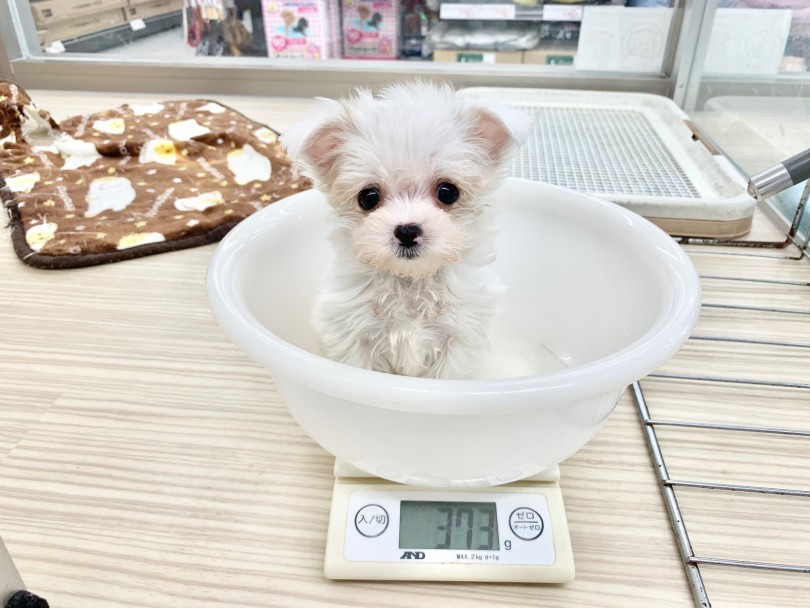マグカップが大きい？いいえ、この子が小さい！ | MIX マルチワ （014287） - 東日暮里店