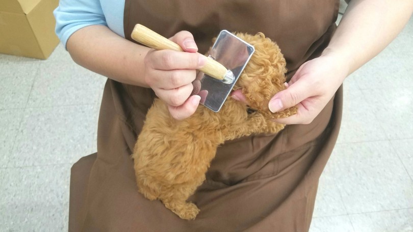 嫌がってしまう子はブラシを背中に当てるというところからスタート | トイ・プードル （117232） - 鎌ヶ谷店