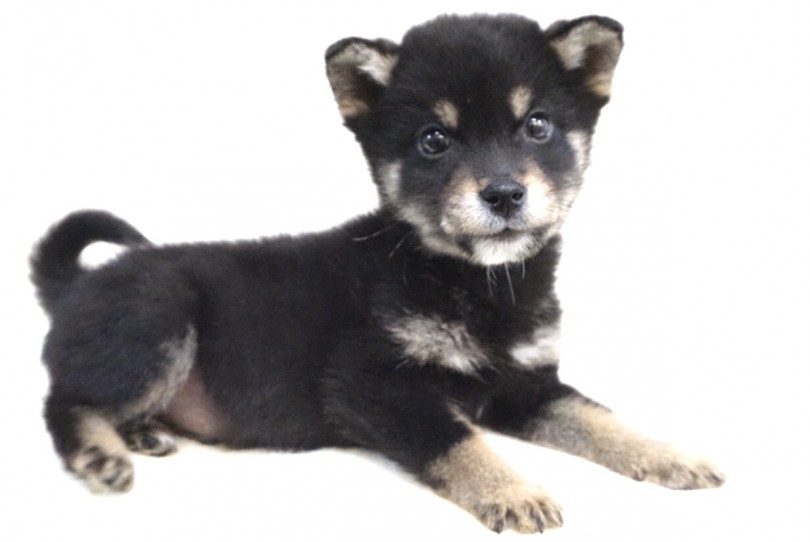 マンション住まいでも嬉しい「小さめサイズ」 | 柴犬 （6130850） - 大倉山店