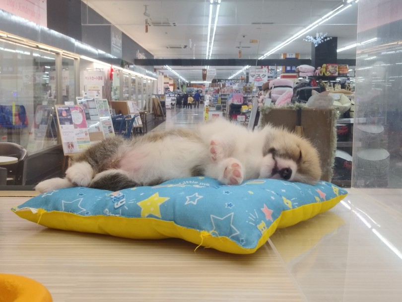 優しいお顔のコーギーちゃん | ウェルシュコーギーペンブローク （914505） - 志村坂下店