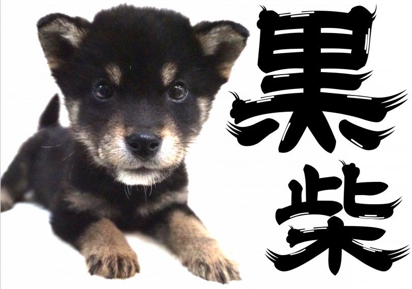 【 柴犬 】一富士二鷹三黒柴！グレイトジャパニーズドッグ！