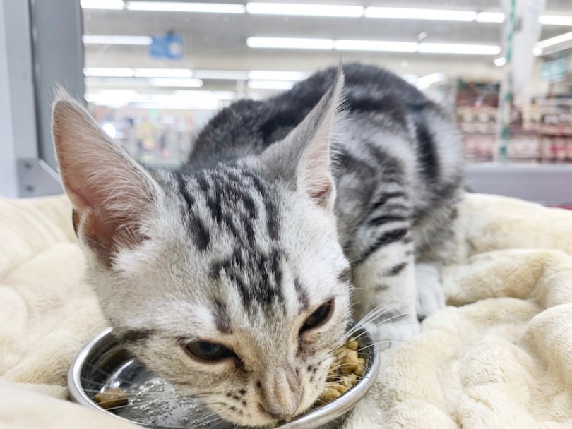 ものすごい顔で食べてます（笑） | アメリカンショートヘア （814563） - 相模大塚店