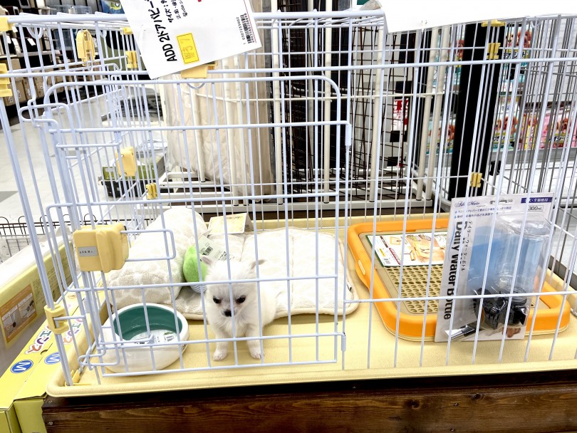 毎日のお散歩は特に必要なし！ | チワワ （150034） - 東川口店