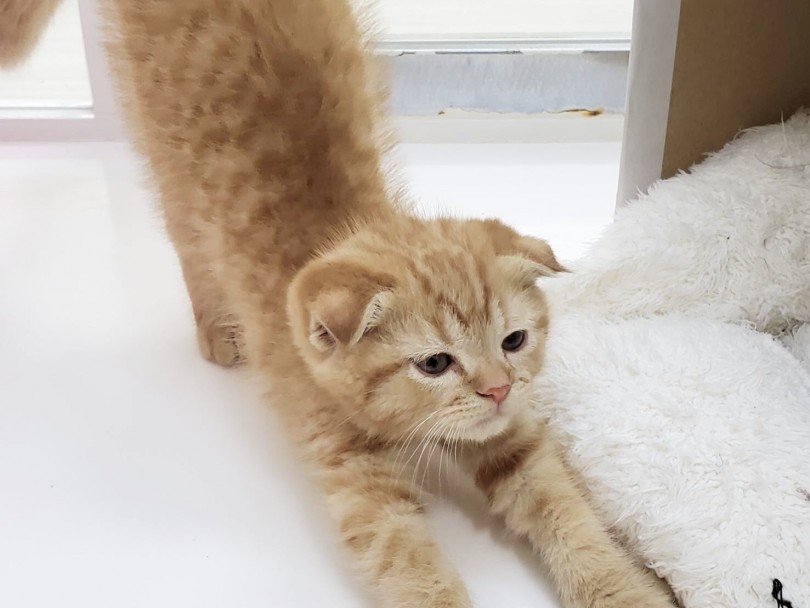 これは猫のどの部分でしょうか？ | スコティッシュフォールド （713667） - 鶴見店