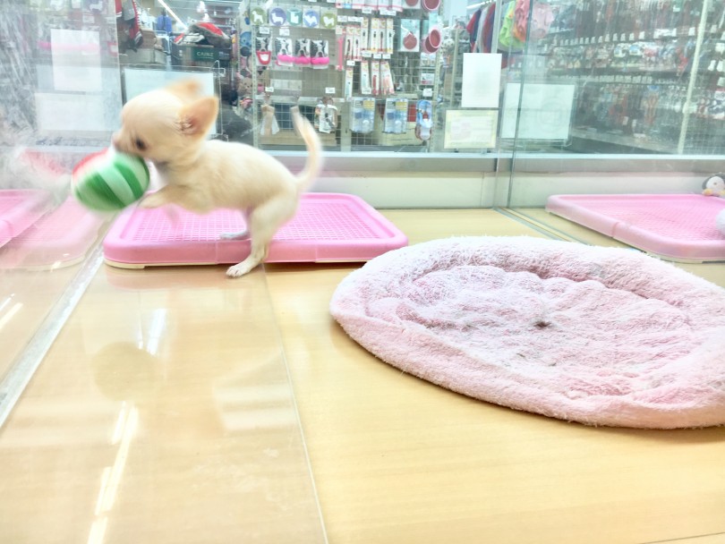 スイカを咥えて振り回して遊んでいました | チワワ （118391） - 城山店