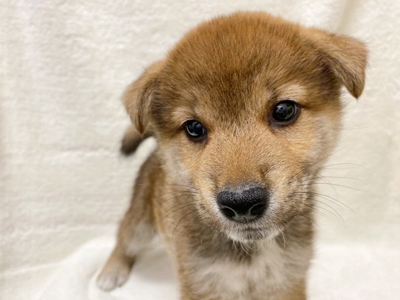 お気軽に柴くんに会いに来てくださいね。 | 柴犬 （116372） - 下丸子店