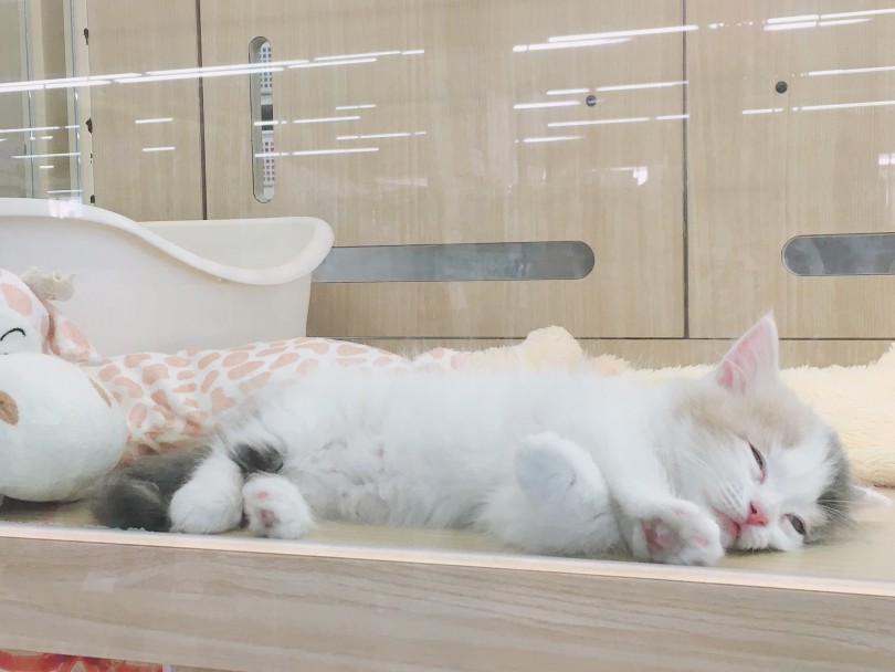 マンチカンならではの眠り方が可愛い! | マンチカン （6130845） - 大倉山店