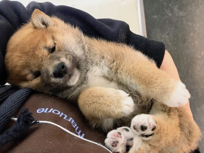 お気軽に今宿店の木野内までお問い合わせ下さいね！ | 柴犬 （120212） - 今宿店