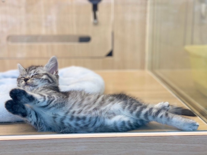 ギャップ萌えポイント多発注意♡ | スコティッシュフォールド （311910） - 港北ニュータウン店