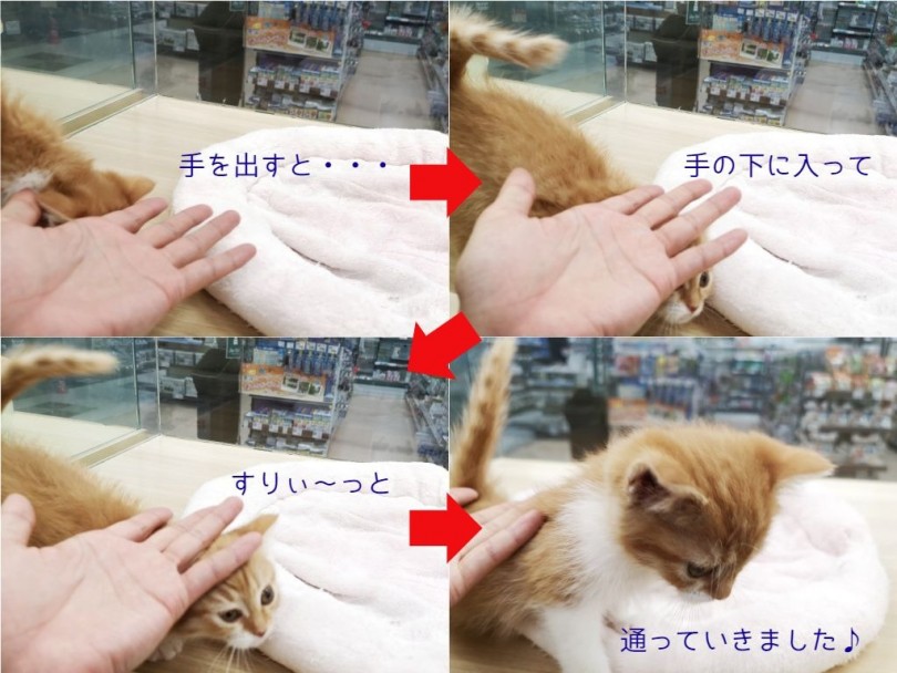 手を出すと、すぐにすり寄ってきてくれるのが可愛いんです！ | マンチカン （119192） - 梅島店
