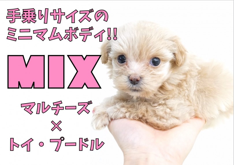 【 MIX 】手乗りサイズのミニマム系！ビョーンと伸びちゃう癖は必見の可愛さ！