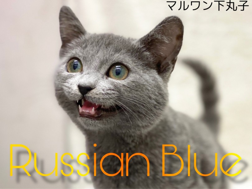 【 ロシアンブルー 】ロシアの貴公子は魅力がたっぷり