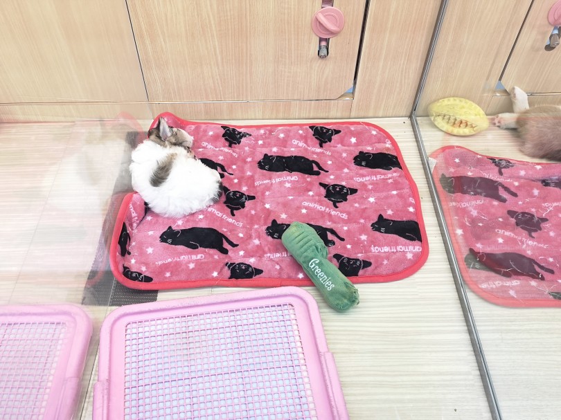ぐっすり眠っているマルチワちゃん♪ | MIX （119190） - 梅島店