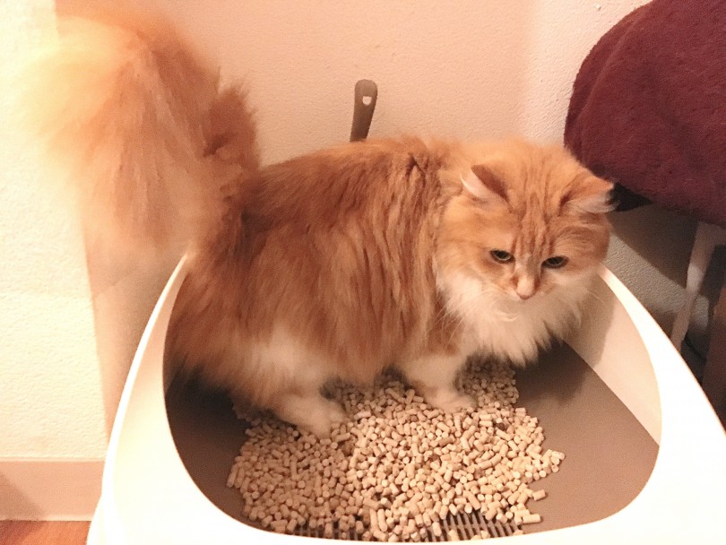 はな店長のねこちゃんズのおトイレ | スタッフの猫ちゃんのおトイレ事情を大調査 - 大倉山店