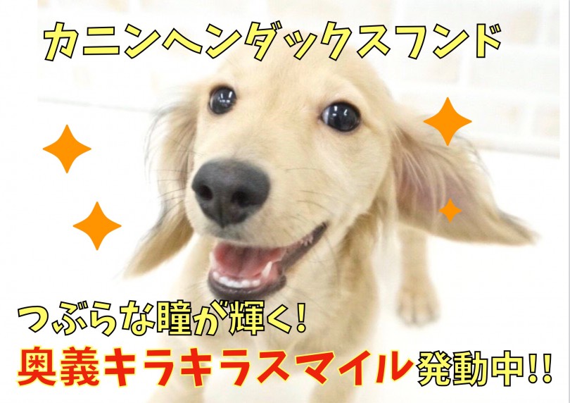 【 カニヘン・ダックスフント】つぶらな瞳が輝く!奥義キラキラスマイル発動中！