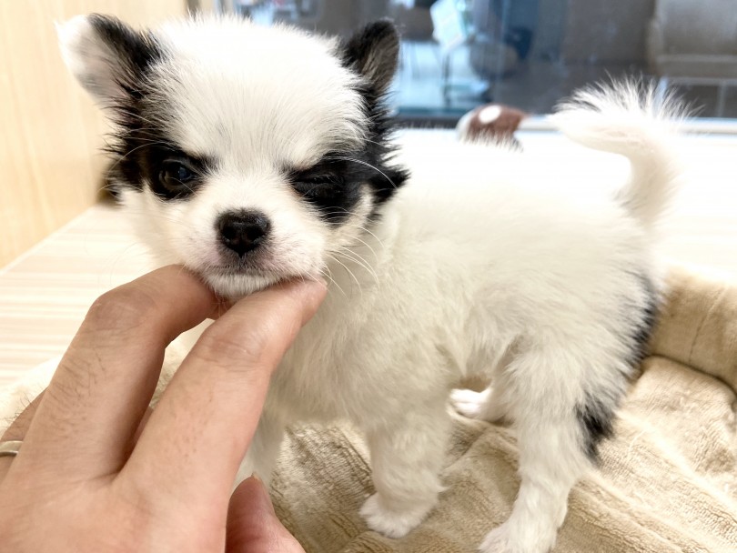 店頭で実物のパンダちゃんの可愛さを堪能してください♪ | チワワ （150037） - 東川口店