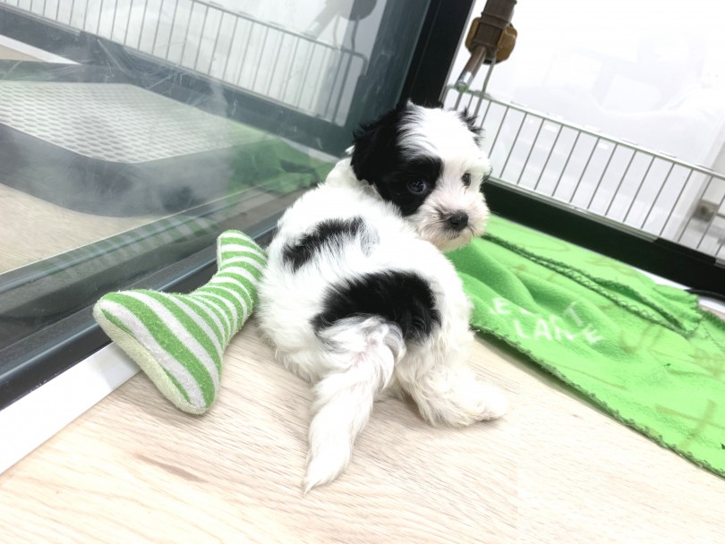 正式名称は「チャイニーズクレステッドドッグ」 | チャイクレ （140309） - 横浜 元町店