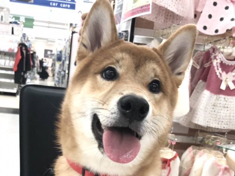 柴君の魅力を感じてみたい方は、一度鶴見店に来て下さい | 柴犬 （713639） - 鶴見店