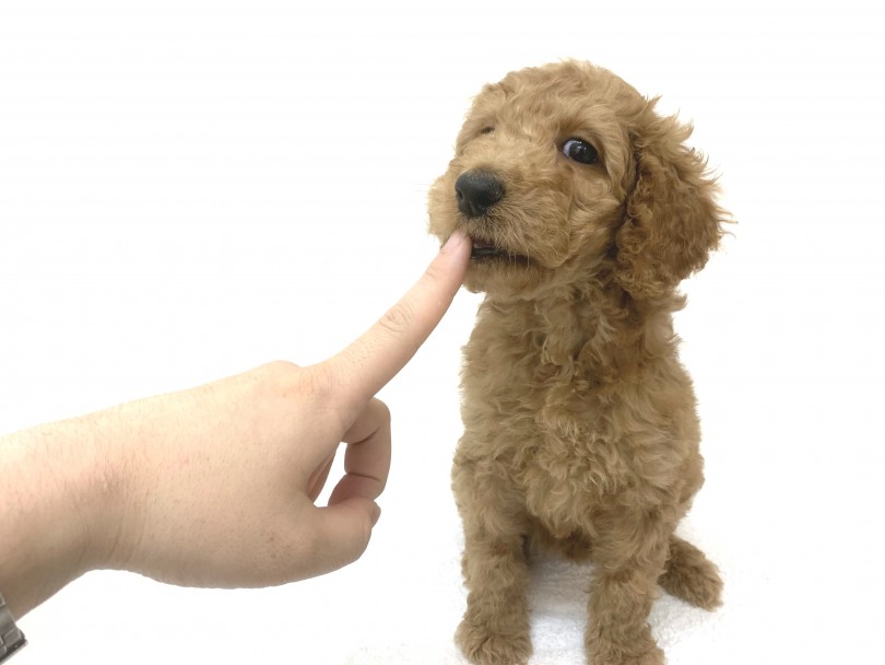 性格は大型犬らしくおおらかでのんびり屋さん | スタンダード・プードル （140311） - 横浜 元町店
