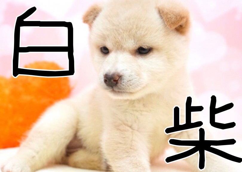 【 柴犬 】シロクマ似の希少な白柴!!お鼻がハートマークが女子力アップ!