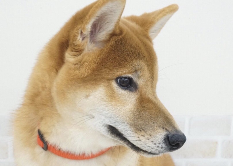 和犬らしい切れ長の瞳 | 柴犬 （713639） - 鶴見店