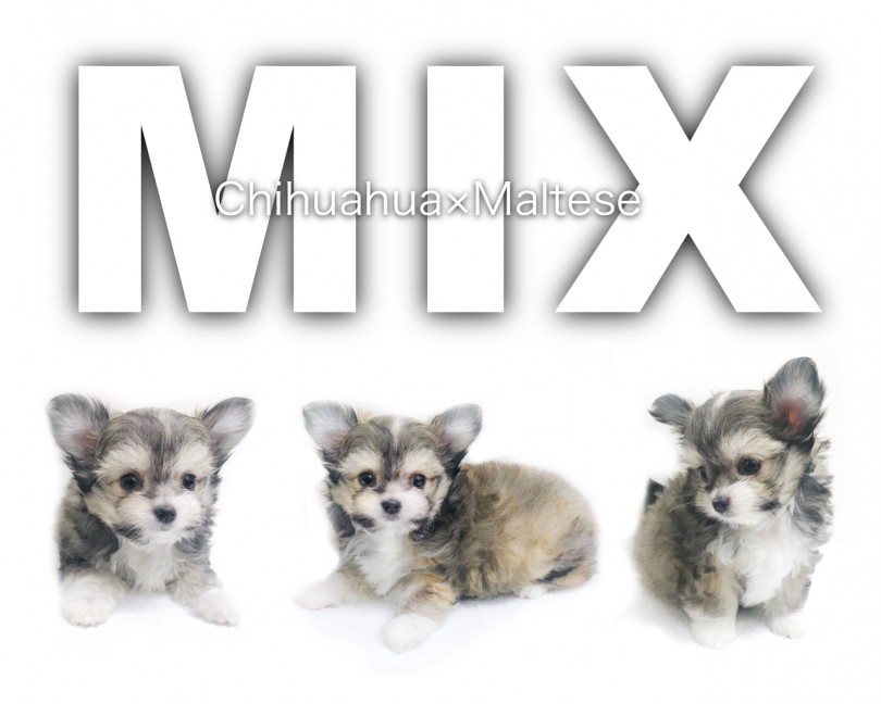【 MIX・チワマル 】マストキュートなわんこ登場！秘技一本ヘソ天の全貌！