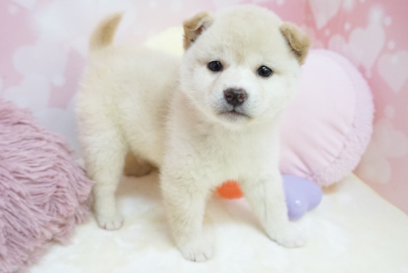 白柴が誕生する確率は全体の10％ととても希少! | 柴犬 （6130854） - 大倉山店