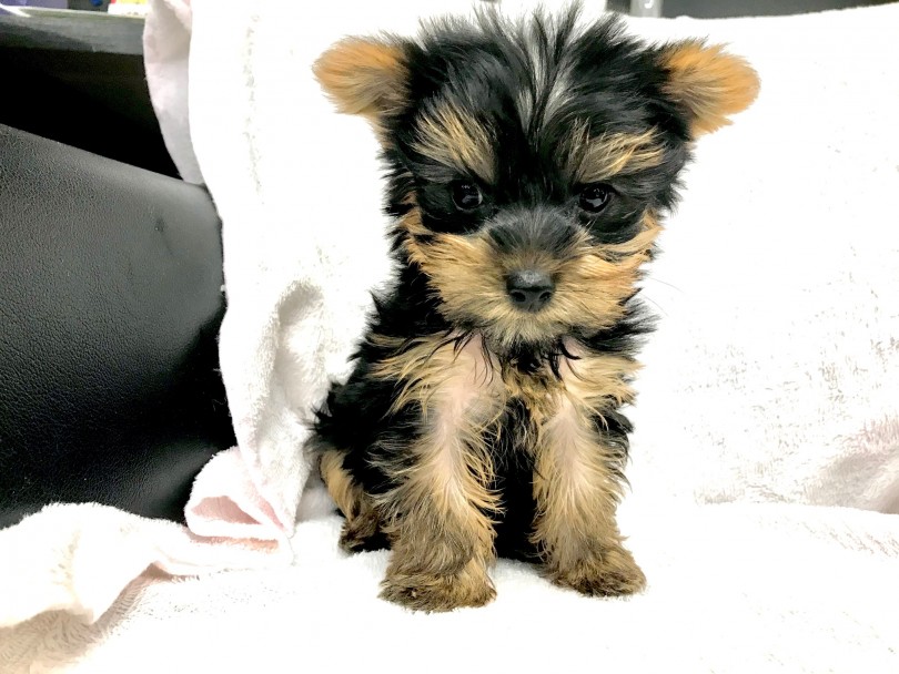 元々は「ブロークン・ヘアード・スコッチ・オア・ヨークシャー・テリア」となんとも長い犬種名 | ヨークシャーテリア （119189） - 梅島店
