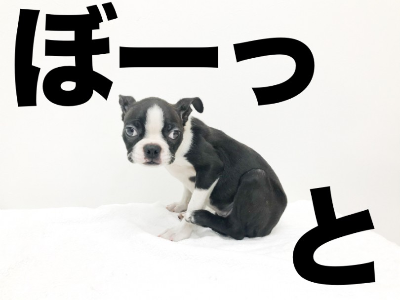 ボストンちゃまにぜひ会いにきてください | ボストンテリア （140286） - 横浜 元町店