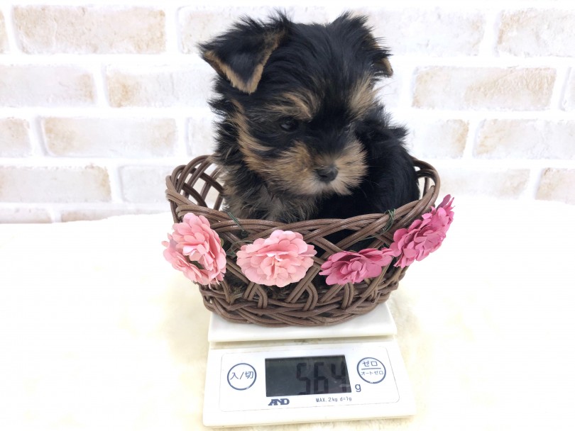 成犬時の予想体重は2~2.5kg | ヨークシャーテリア （713674） - 鶴見店