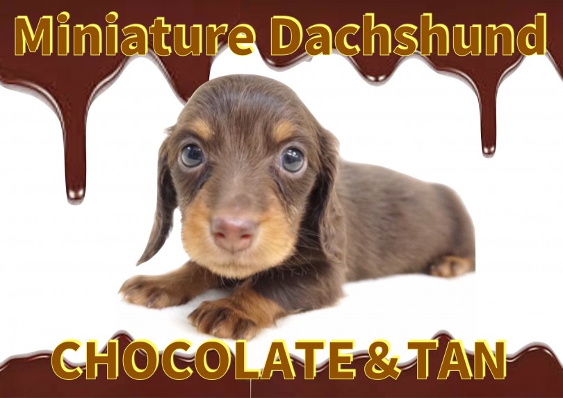 【 ミニチュアダックス 】バレンタイン先取り！濃厚チョコレートカラーの短足君！