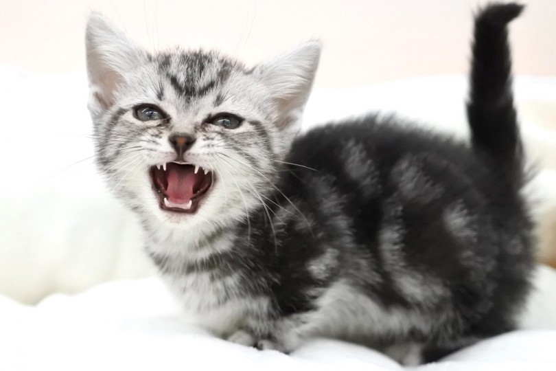 お家でたくさん猫ちゃんと触れ合いたい方にはピッタリの子ですよ！ | マンチカン （512629） - 本羽田店