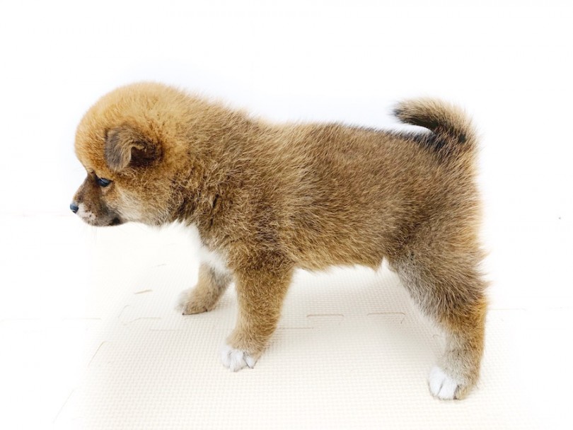  シッポが巻き始めています| 柴犬 （814572） - 相模大塚店