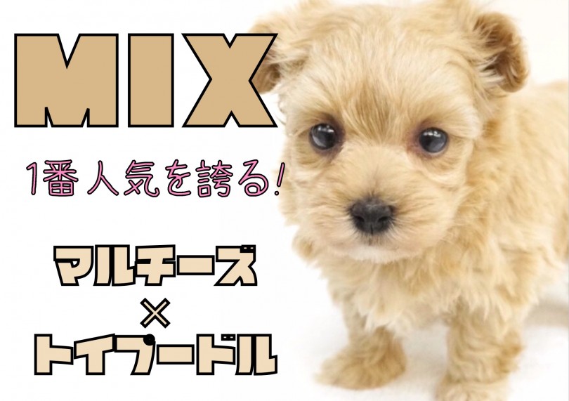【 MIX 】垂れたお耳はまるでテディベア！両親ともにコンパクトサイズ！