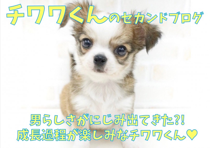 【 チワワ 】男らしさが滲み出てきた、チワワくんのセカンドブログ！