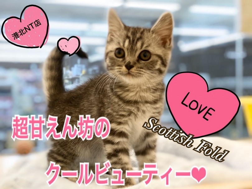 【 スコティッシュフォールド 】港北NTのクールビューティ－は甘えん坊！