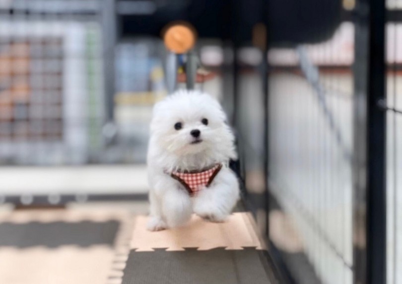 お散歩のトレーニングが始まりました | MIX犬 （311900） - 港北ニュータウン店