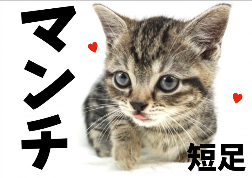【 マンチカン 】短足マンチさんと仲良くなるスキンシップ方法をちょっとだけ公開！