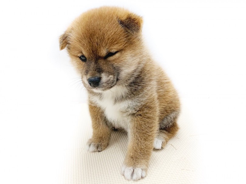 眠そう | 柴犬 （814572） - 相模大塚店