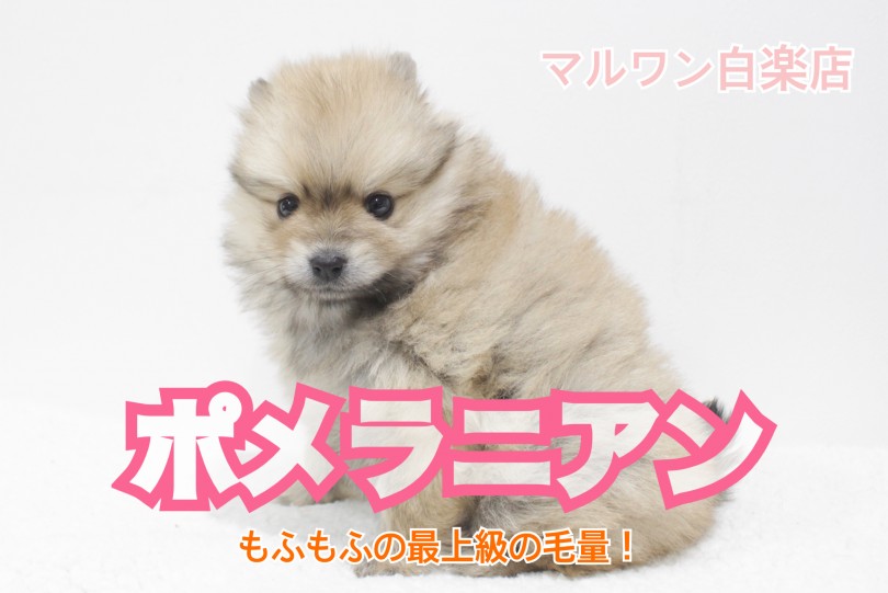 【 ポメラニアン 】超レア！子犬の中でも最上級の毛量の持ち主！